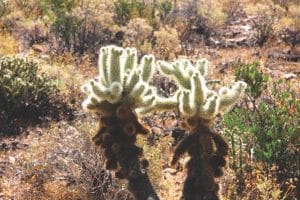 cactus arizona