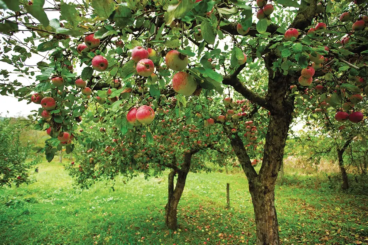 La pomme est bien la reine de la Montérégie.
